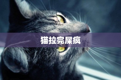 貓拉完屎瘋
