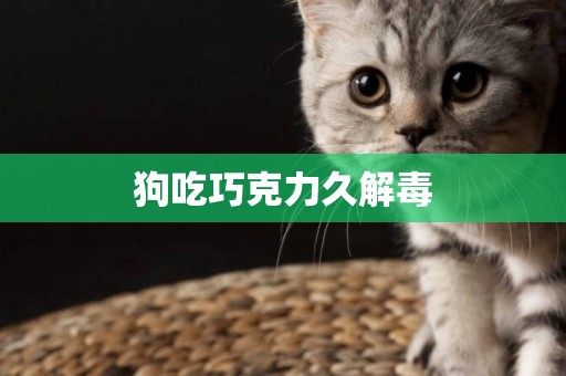 狗吃巧克力久解毒