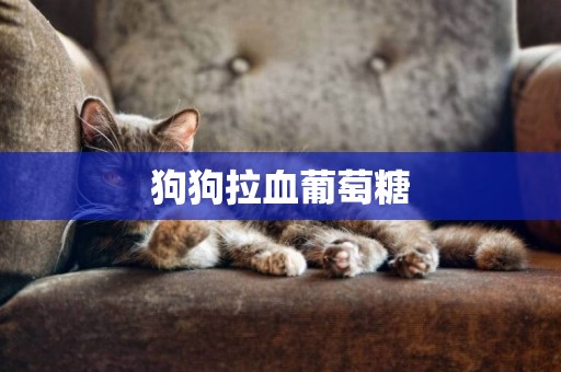 狗狗拉血葡萄糖