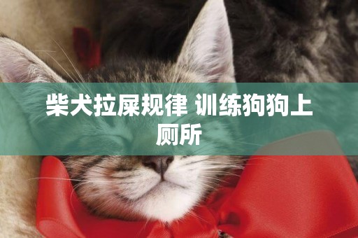 柴犬拉屎規律 訓練狗狗上廁所