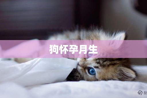 狗懷孕月生