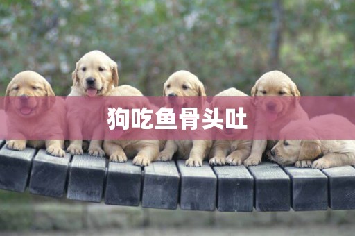 狗吃魚骨頭吐