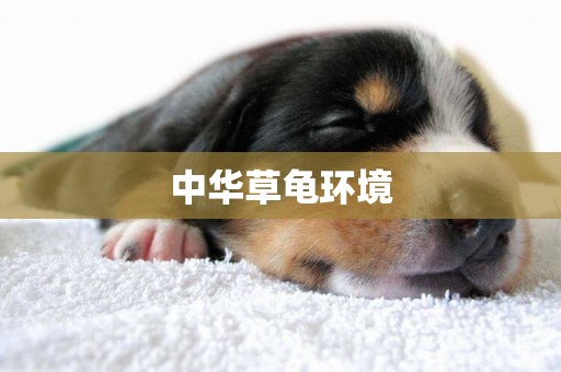 中華草龜環境