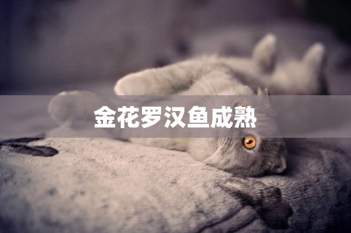 金花羅漢魚成熟