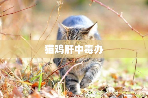 貓雞肝中毒辦