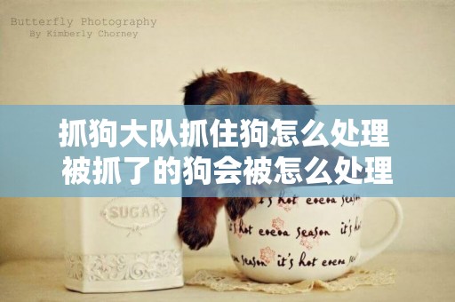 抓狗大隊抓住狗怎么處理 被抓了的狗會被怎么處理