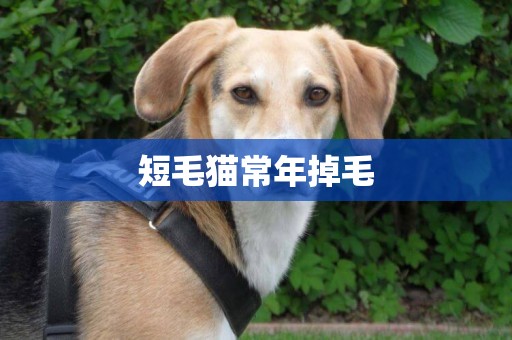 短毛貓常年掉毛