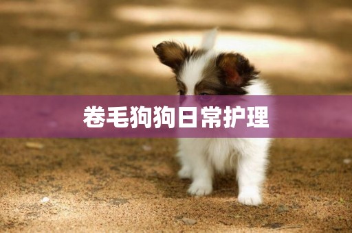 卷毛狗狗日常護理