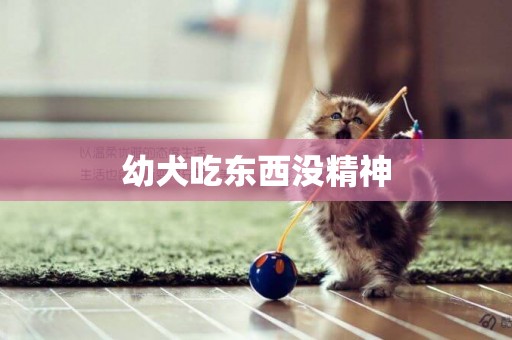 幼犬吃東西沒精神