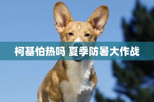 柯基怕熱嗎 夏季防暑大作戰