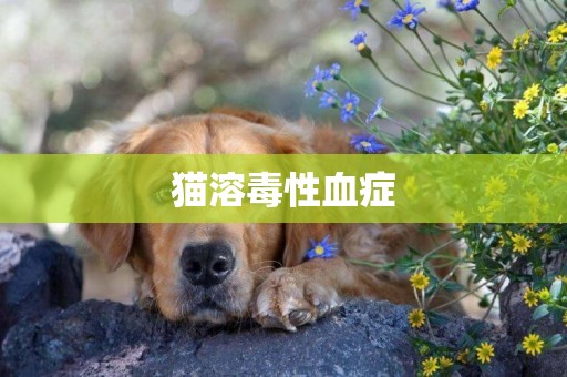 貓溶毒性血癥
