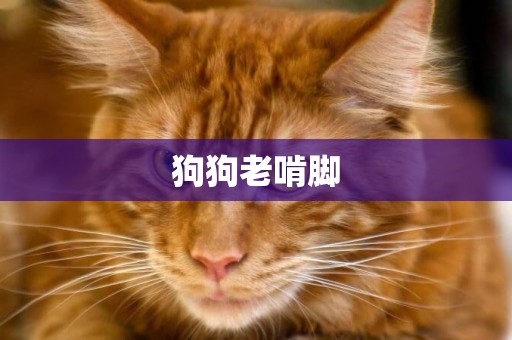 狗狗老啃腳