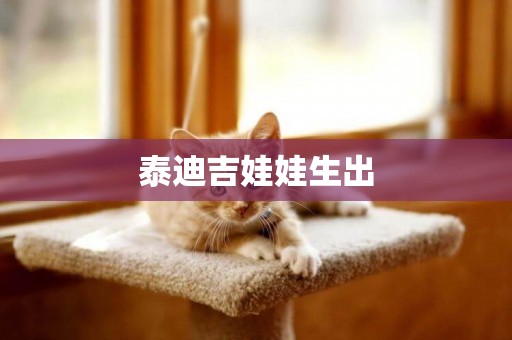 泰迪吉娃娃生出