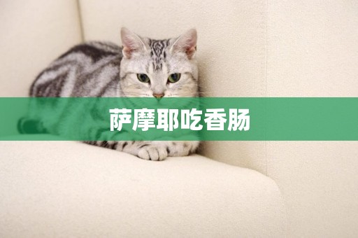 薩摩耶吃香腸