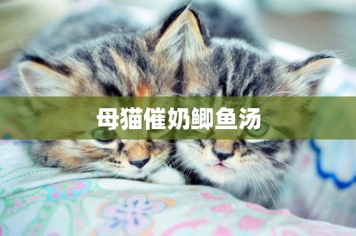 母貓催奶鯽魚湯