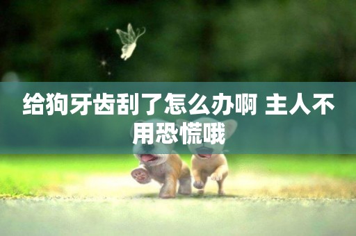 給狗牙齒刮了怎么辦啊 主人不用恐慌哦