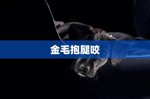 金毛抱腿咬