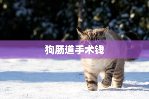 狗腸道手術錢