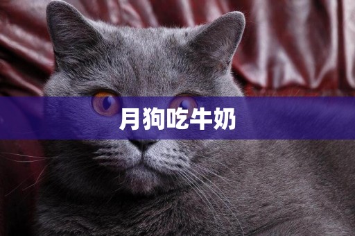 月狗吃牛奶