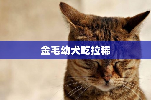 金毛幼犬吃拉稀