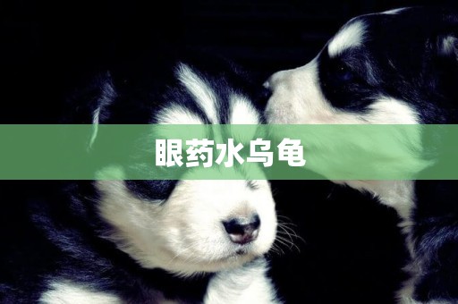 眼藥水烏龜