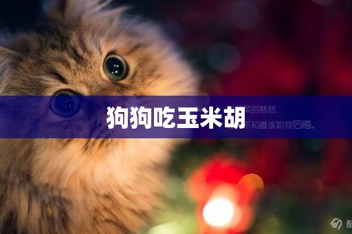 狗狗吃玉米胡