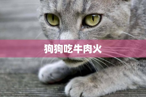 狗狗吃牛肉火