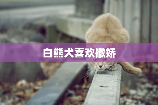 白熊犬喜歡撒嬌