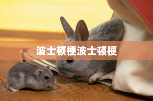 波士頓梗波士頓梗