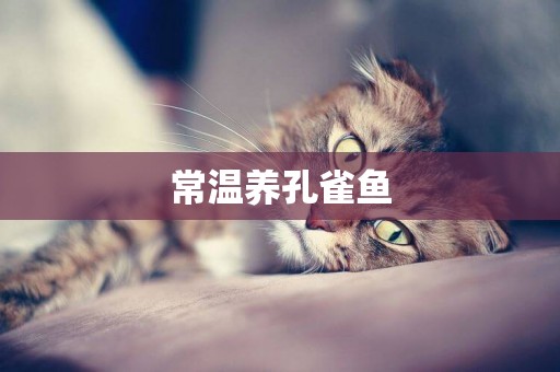 常溫養孔雀魚