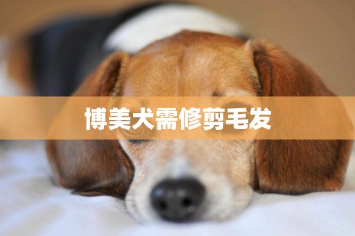 博美犬需修剪毛發