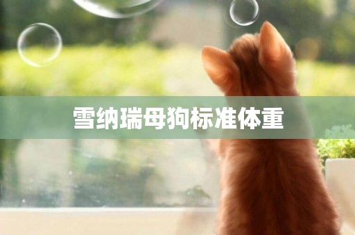 雪納瑞母狗標準體重