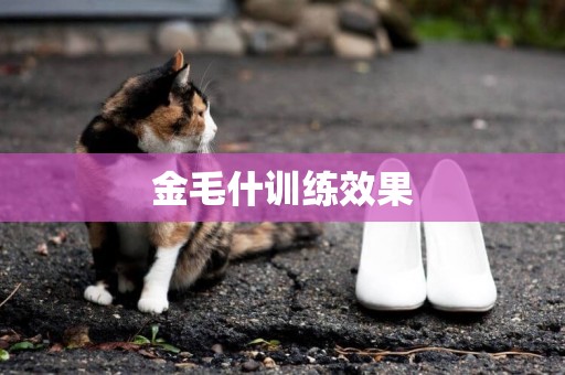 金毛什訓練效果