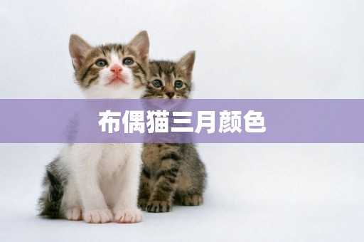 布偶貓三月顏色