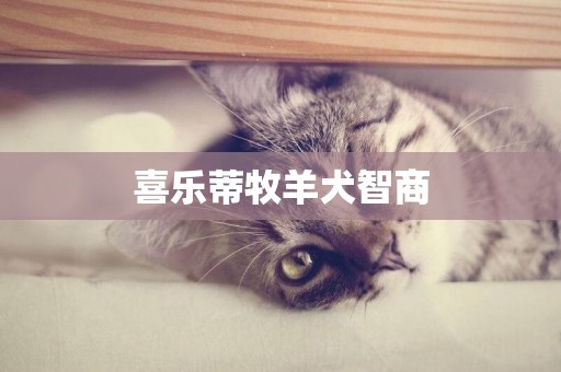 喜樂蒂牧羊犬智商
