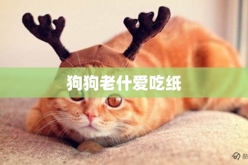 狗狗老什愛吃紙