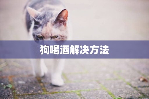 狗喝酒解決方法