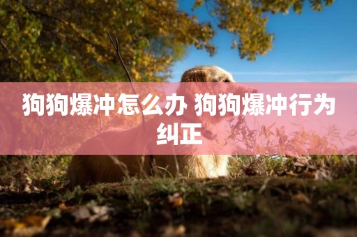 狗狗爆沖怎么辦 狗狗爆沖行為糾正