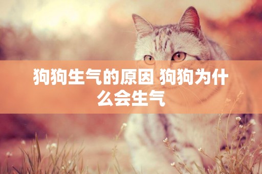 狗狗生氣的原因 狗狗為什么會生氣