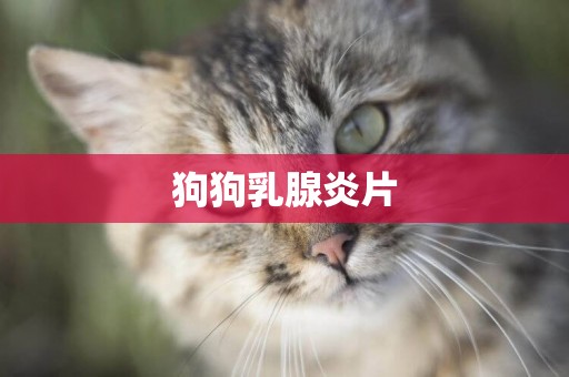 狗狗乳腺炎片