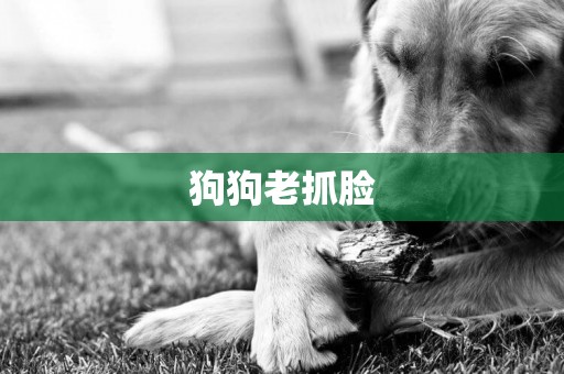 狗狗老抓臉