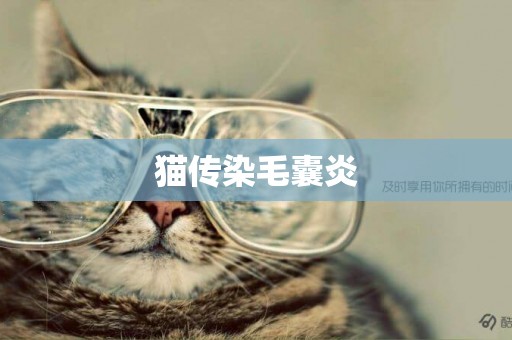 貓傳染毛囊炎