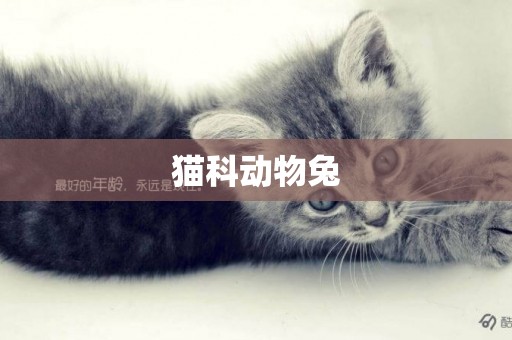 貓科動物兔