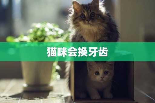 貓咪會換牙齒
