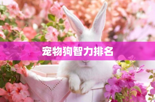 寵物狗智力排名