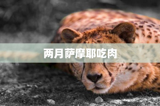 兩月薩摩耶吃肉