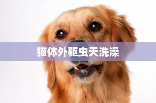 貓體外驅蟲天洗澡