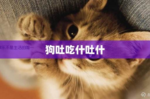 狗吐吃什吐什