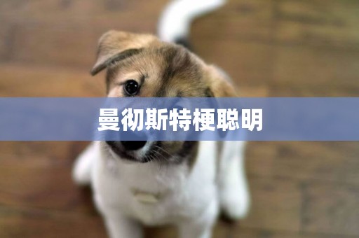 曼徹斯特梗聰明