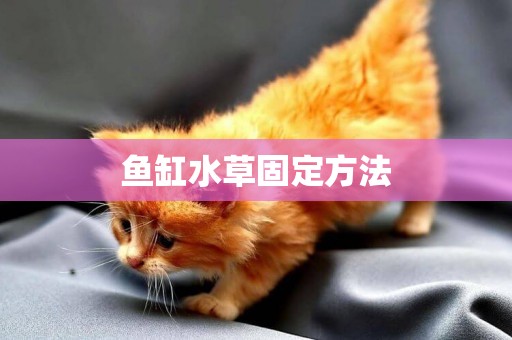 魚缸水草固定方法